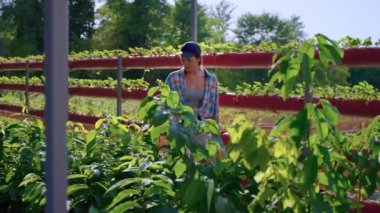 greenhouse in modern farm, ecological and organic farming