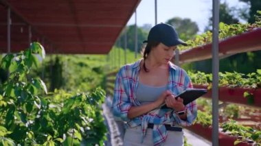 woman farmer is using tablet in greenhouse for filling data about planned harvest of berry
