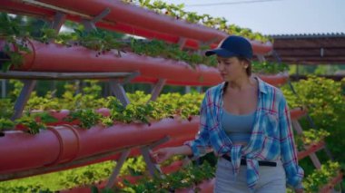 Woman agronomist on strawberry farm