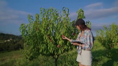 farmer woman is checking ripeness of peaches on tree in garden