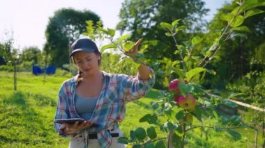 Agronomist examining young apple tree