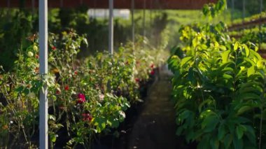 automatic irrigation in modern greenhouse, watering of flowers and berry plants