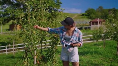 Plant breeder examining a pear tree