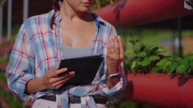 Agronomist examing features of strawberry variety