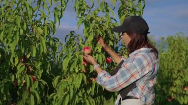 young woman is viewing and smelling fresh ripe peach in garden