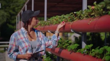 young woman is picking strawberry from shrub in eco farm