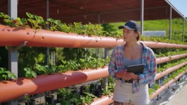 woman is visiting organic farm, viewing growing of ecological strawberry
