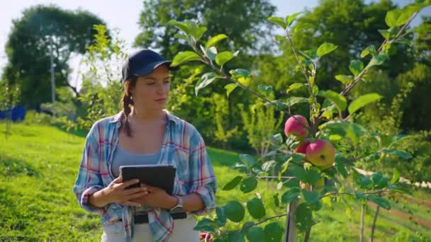 Female worker of farm is checking apple tree, viewing unripe apples in fruit garden — Stockvideo