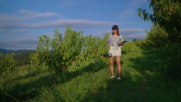 ผู้หญิงนักเกษตรศาสตร์ตรวจสอบการเก็บเกี่ยวลูกพีช — วีดีโอสต็อก