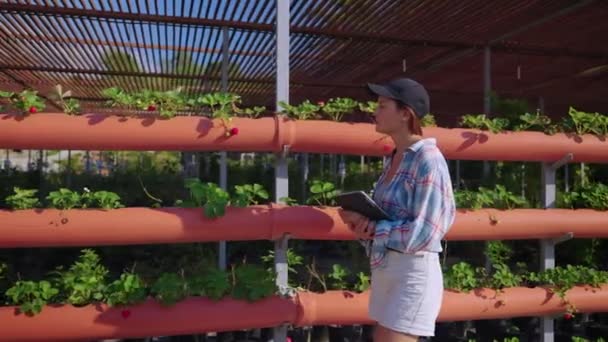 Agrónomo inspeccionando una granja de fresas — Vídeo de stock