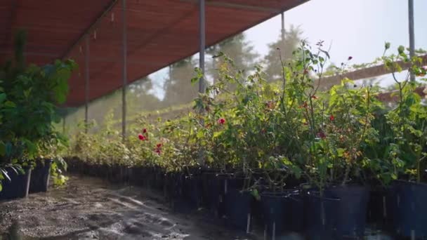 Greenhouse with flowers and berry plants, using of automatic system of watering — стоковое видео