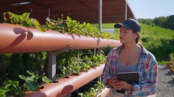 Female agronomist on strawberry farm — 图库视频影像