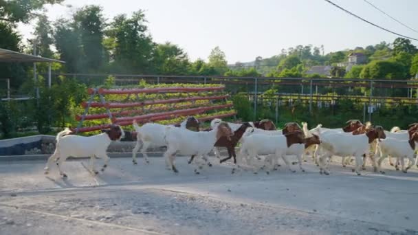 Farm and herd of Boar goats — Stock video
