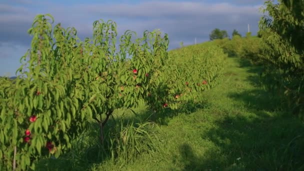 Agricultural area on slope in mount, peach trees are growing in farm — Stockvideo