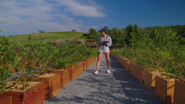Wanita petani memeriksa tanaman di lahan pertanian. Budidaya berry — Stok Video
