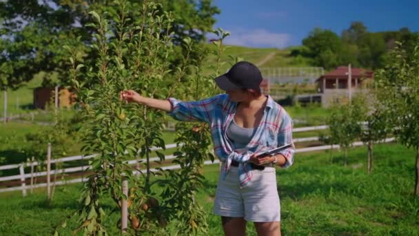 Plant breeder examining a pear tree — стоковое видео