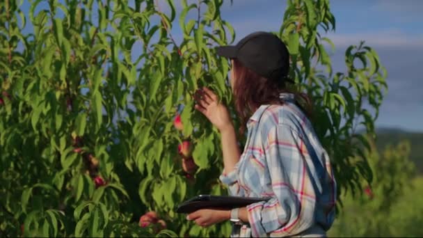 Agronomist estimating the harvest and fruit features of peach tree — Stock videók