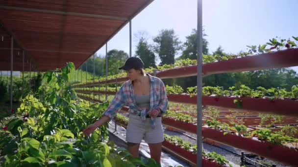 Modern greenhouse in eco farm, growing of organic berry — Wideo stockowe