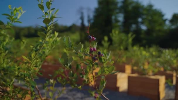 Ecological blueberry growing in eco farm, organic food for health nutrition — ストック動画