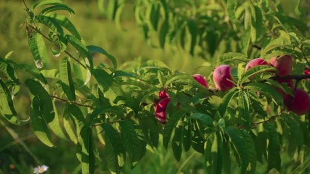 Melocotones maduros en rama de árbol — Vídeos de Stock