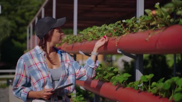 Young woman is picking strawberry from shrub in eco farm — Stock videók