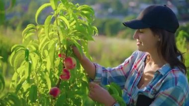 Farmer smelling peaches on the tree