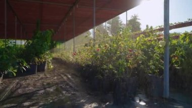 Watering plants in nursery garden