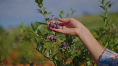 Woman picking blueberries from the branch