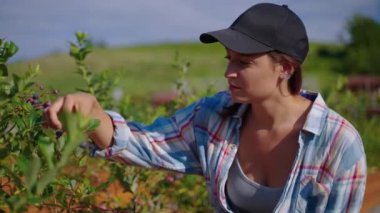 young woman is viewing shrub with berry and looking for information in internet