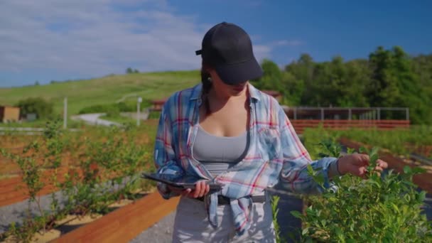 Plant breeder checking the leaves of blueberries fro diseases — Wideo stockowe