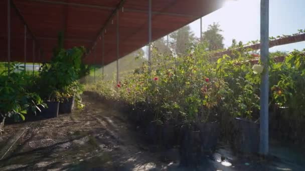 Watering plants in nursery garden — Stockvideo