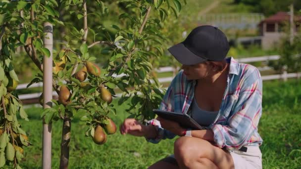 Farmer estimating the harvest and fruit features of pear tree — Stockvideo
