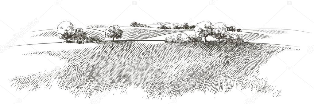 Green grass field on small hills. Meadow, alkali, lye, grassland, pommel, lea, pasturage, farm. Vector sketch. Rural scenery landscape panorama of countryside pastures illustration
