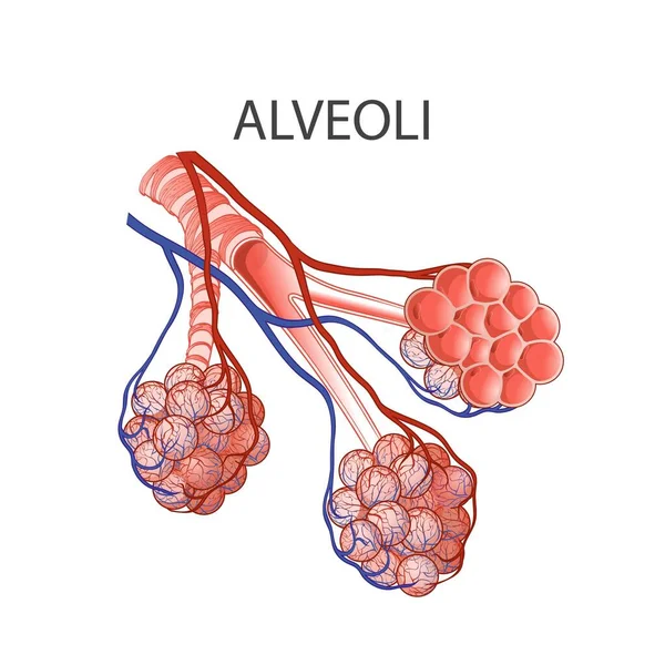 Anatomía de Alveoli. Sistema Respiratorio Humano. Pulmones. Ahogar mano vector línea ilustración — Archivo Imágenes Vectoriales