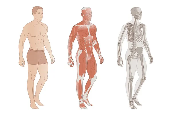 Human Body Systems: Muscular, Skeletal systems, Internal organs and parts (en inglés). Anatomía educativa flashcards poster vector ilustración. Esquema de imagen aislado de cuerpo entero del hombre macho. — Vector de stock