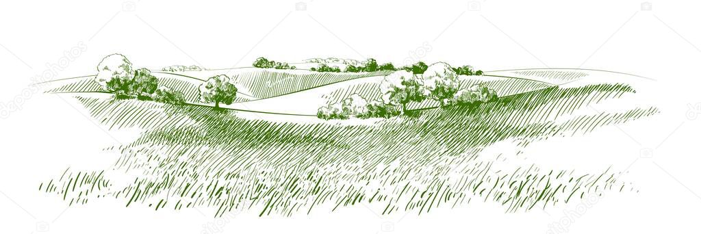 Green grass field on small hills. Meadow, alkali, lye, grassland, pommel, lea, pasturage, farm. Rural scenery landscape panorama of countryside pastures. Vector sketch illustration