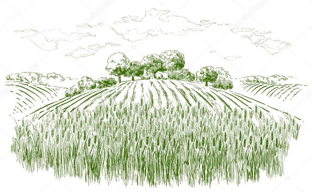 Rural summer landscape a field of ripe wheat on hills and dales in the background. A trees, plants, forest panorama. Hand drawn vector watercolor illustration.