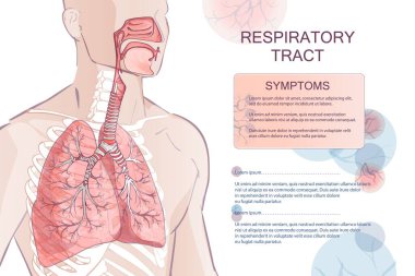 İnsan solunum sisteminin 3 boyutlu vektörü, akciğerler, alveoller. Gırtlak burun boğaz anatomisi. Erkek uzuvları. El boğma anatomisi çizimi