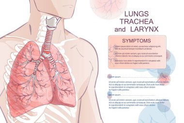 İnsan solunum sisteminin 3 boyutlu vektörü, akciğerler, alveoller. Gırtlak burun boğaz anatomisi. Erkek uzuvları. El boğma anatomisi çizimi