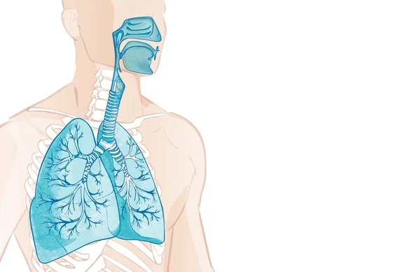 Poumons Vecteurs Alvéoles Appareil Respiratoire Humain Alvéoles Anatomie Accélérateur Nasal — Image vectorielle