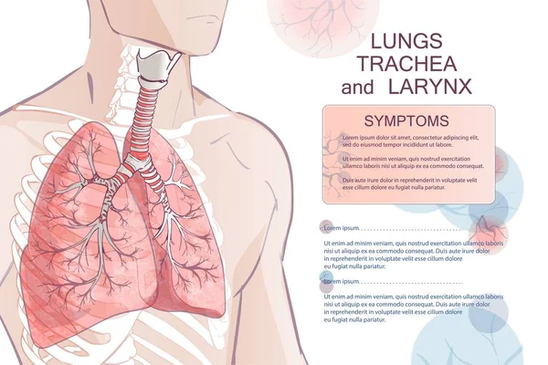 Vector Van Het Menselijke Ademhalingssysteem Longen Alveoli Het Strottenhoofd Neusgas — Stockvector