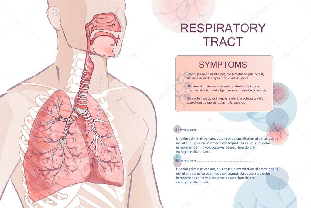 3d vector of the human Respiratory System, lungs, alveoli. Inside larynx nasal throttle anatomy. Man body parts. Hand drown anatomy illustration