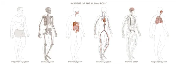 Nsan Vücut Sistemleri Dolaşım Skelet Sinir Sindirim Sistemleri Beyaz Arka — Stok Vektör