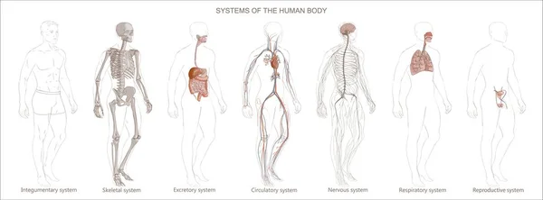 Vektorillustration Menschliche Körpersysteme Kreislauf Skelett Nerven Verdauungssystem Isoliertes Bilddiagramm Eines — Stockvektor