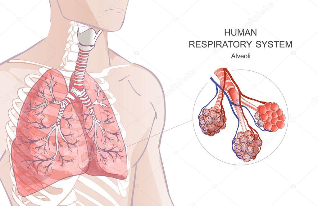 Vector lungs. Human Respiratory System, alveoli. Inside larynx nasal throttle anatomy. 3d. Man body parts. Hand drown illustration.