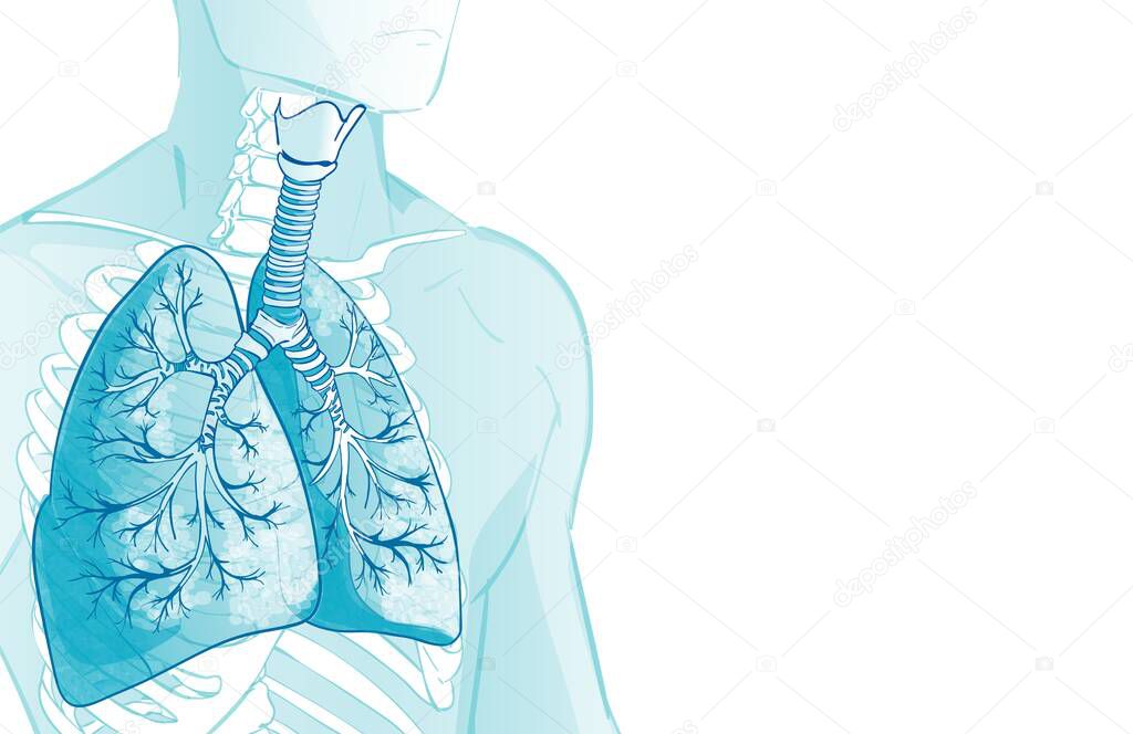 Vector lungs, alveoli. Human Respiratory System, alveoli. Inside larynx nasal throttle anatomy. 3d. Man body parts. Hand drown illustration.