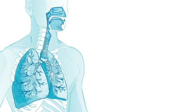 Vectorlongen Longblaasjes Menselijk Ademhalingssysteem Alveoli Het Strottenhoofd Neusgas Anatomie Lichaamsdelen — Stockvector