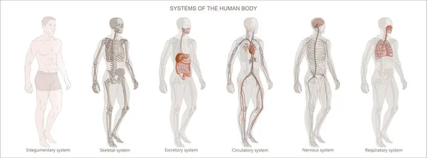 一组矢量图解 人体系统 循环系统 骨骼系统 神经系统 消化系统 白色背景下男性全长孤立图像图 — 图库矢量图片