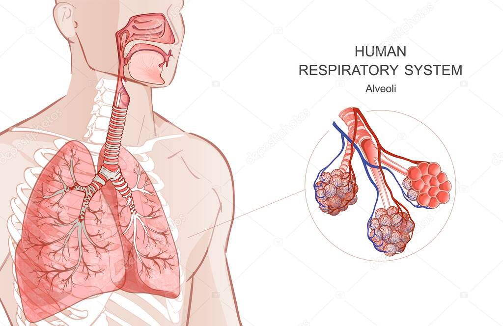 Vector lungs, alveoli. Human Respiratory System, alveoli. Inside larynx nasal throttle anatomy. 3d. Man body parts. Hand drown illustration.