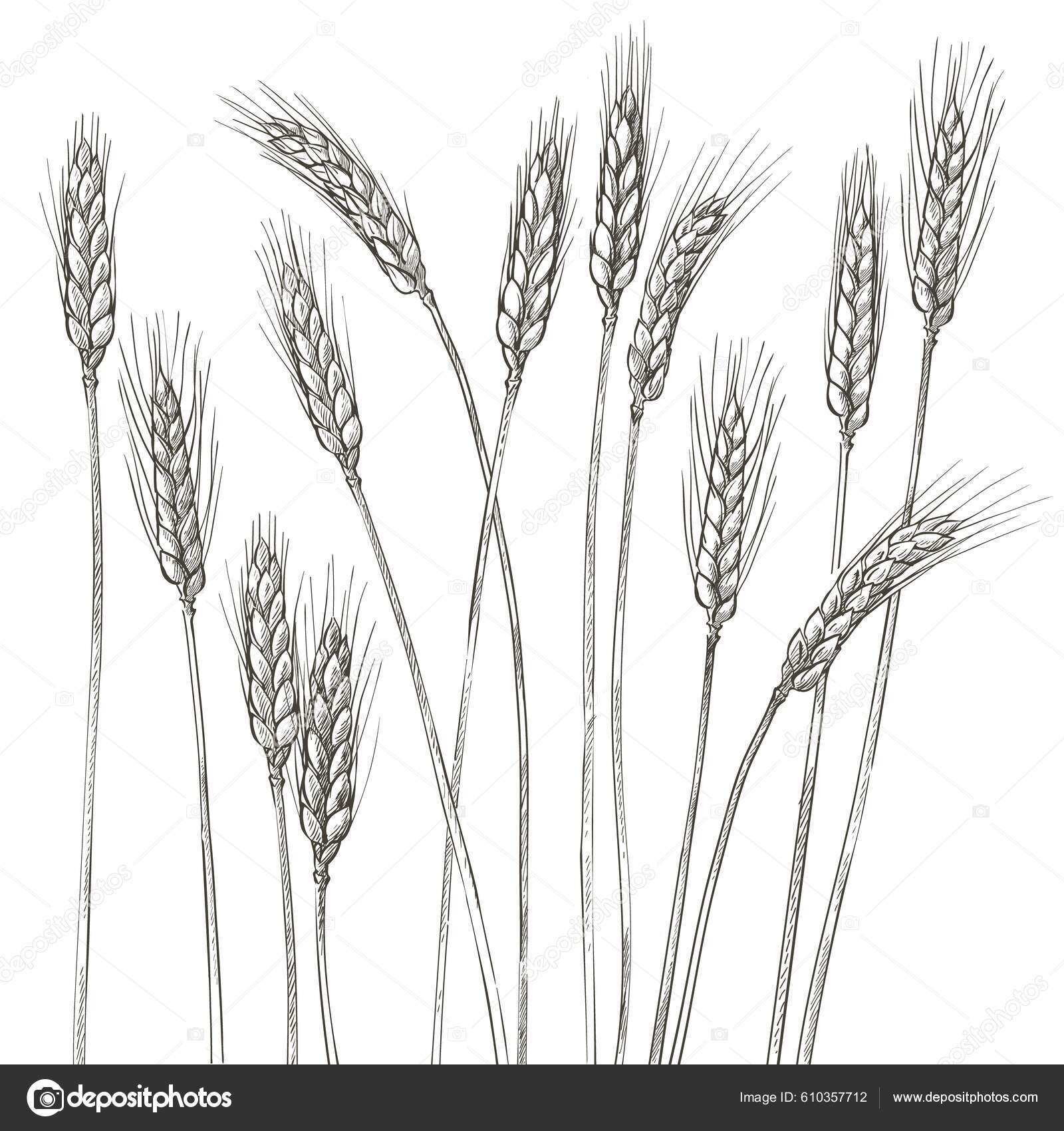 Image vectorielle Oreilles Blé Champ Agricole Récolte Céréales D'orge Épi  Grain Maïs par ©Bravoart - 610357712, image size:1600x1700